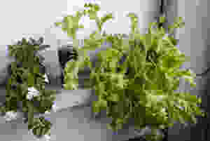 Hydroponic sustainability