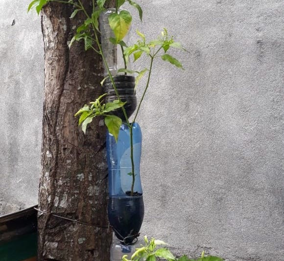Lembeh Foundation hydroponic