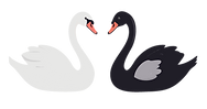 two swans