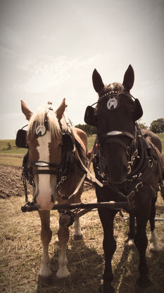 two horses_edited.jpg