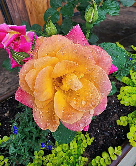 rose_edited.jpg