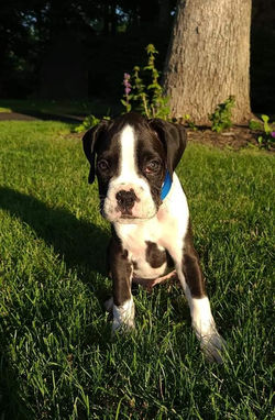 Fergus