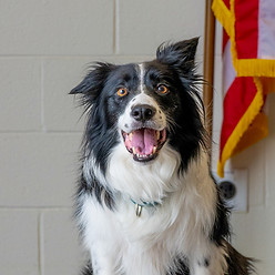 K9 Oscar