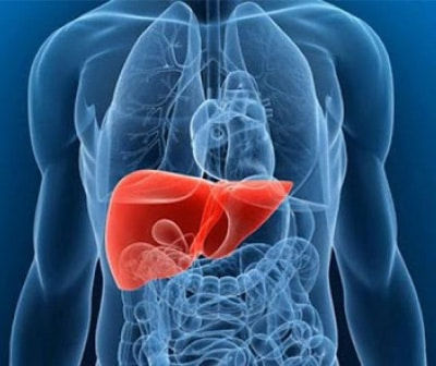 Ilustração do fígado, colorido em vermelho, em um corpo humano quase que transparente, destacando o órgão.
