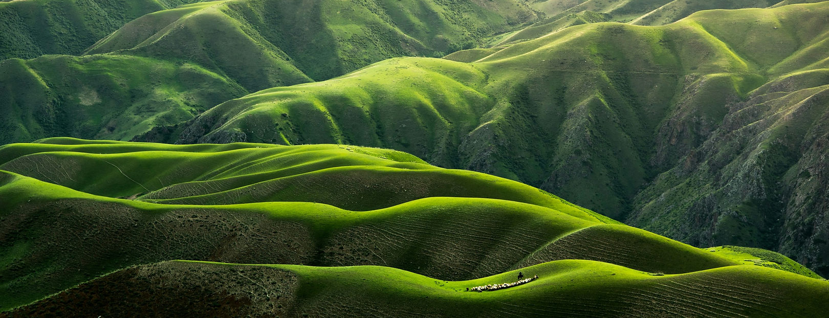 qingbao-meng-01_igFr7hd4-unsplash.jpg