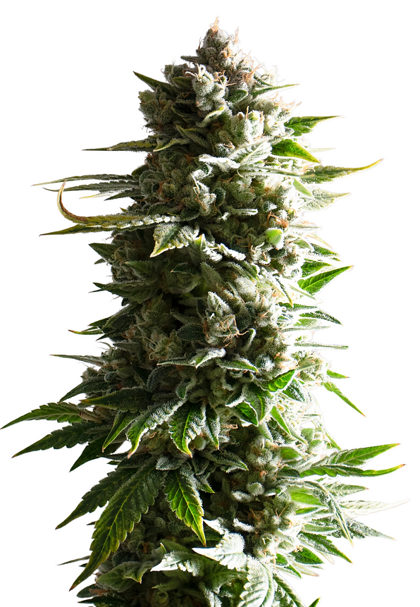 Aloe420 Website Notes-100% Aloe (3).png