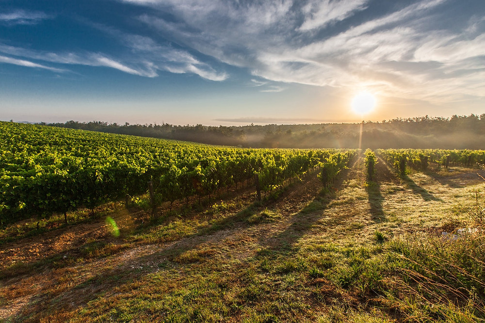 Tuscany vineyard at sunset