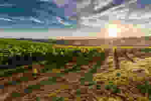 Tuscany vineyard at sunset