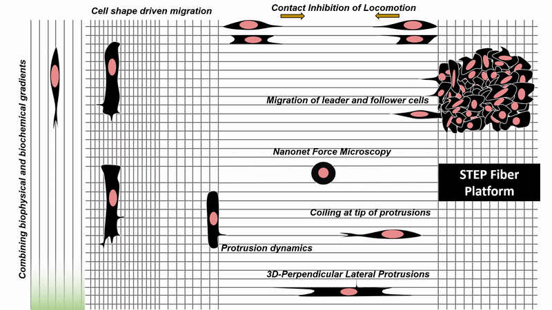 Cell Fiber Interaction Cartoon Animation