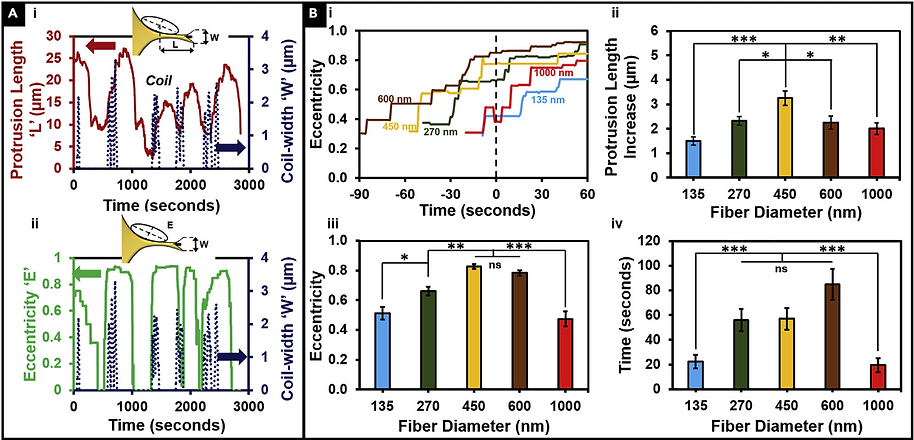 Cancer Cells Sense Fibers by Coiling on