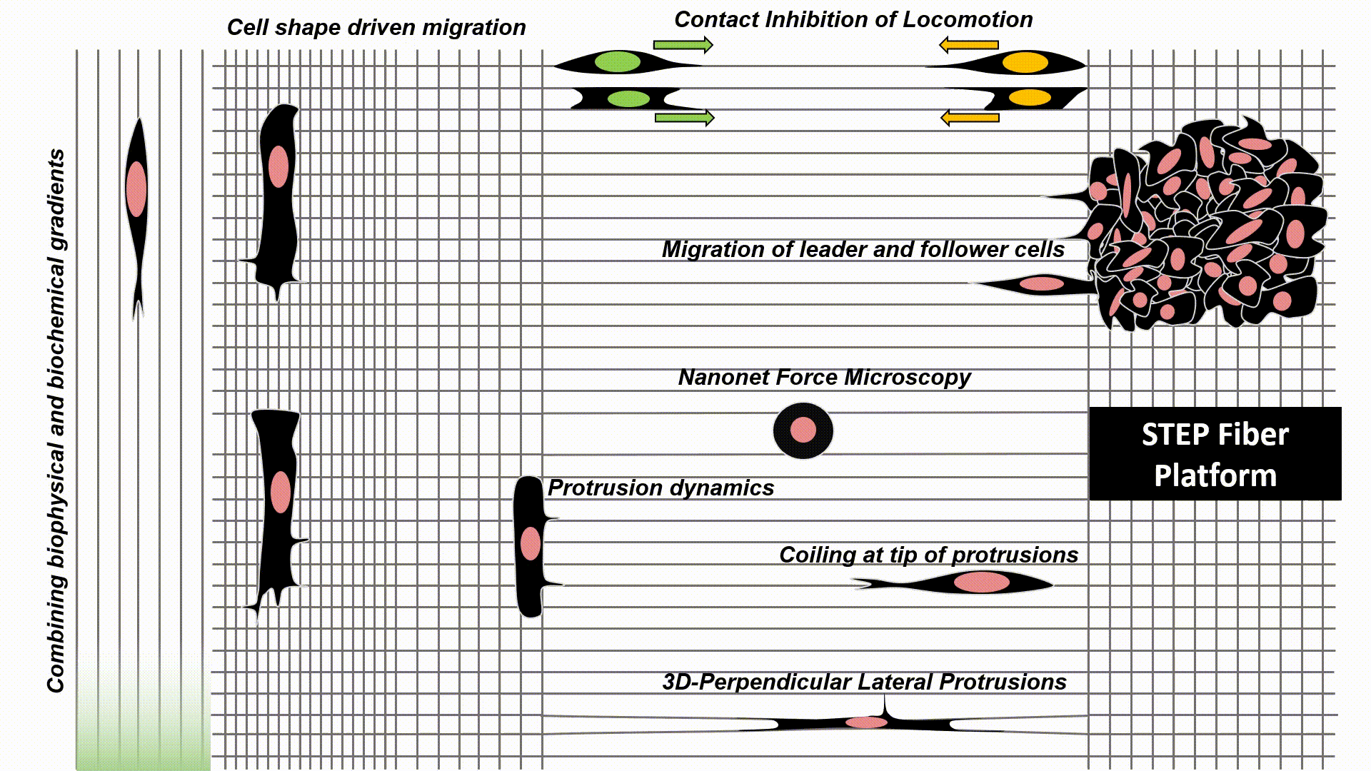 Front matter cell-fiber interactions Mar