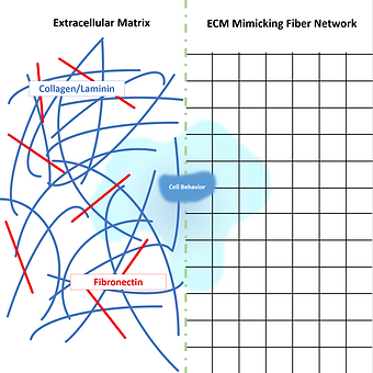 cell_dynamics_page.png