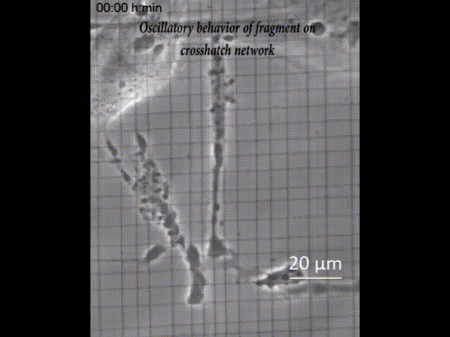 M63.gif