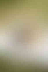 Christian Pregnancy Announcement by Orlando Maternity Photographer Adrianna Gunn