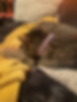 Thumbnail: The "Shiloh" Collar - Cat