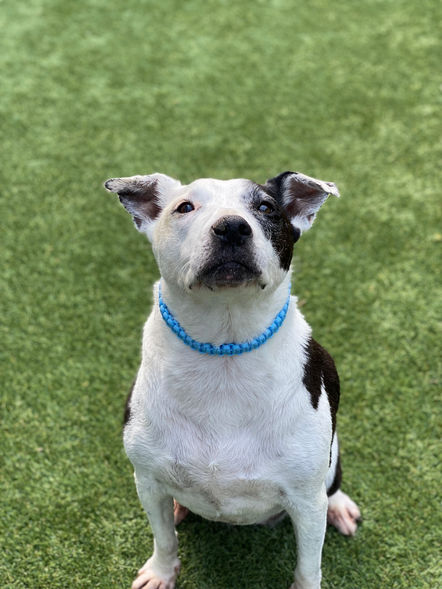 custom dog and cat collars