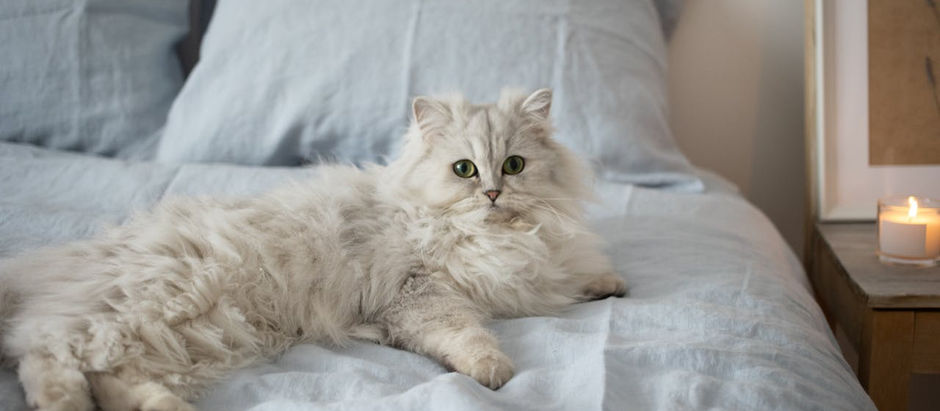 Beyond Nine Lives: Persian Cat Lifespan Demystified