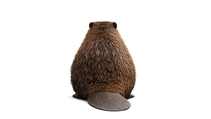 Beavers Back In Scotland