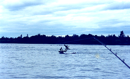 kenai river fishing guides Alaskafishing charters