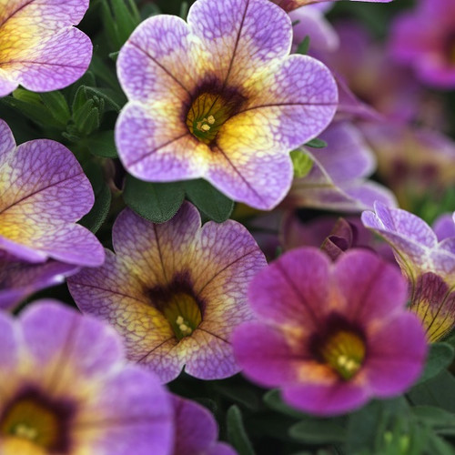 Calibrachoa Chameleon Blueberry Scone | McDaniels Greenhouse