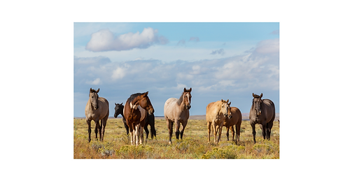 Horses.png
