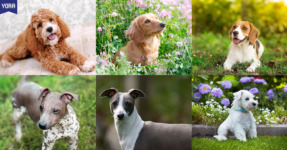 สายพันธุ์สุนัขขนไม่ร่วง เหมาะสำหรับคนแพ้ขนสุนัข