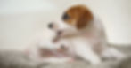 jack russell scratching himself and bite fleas