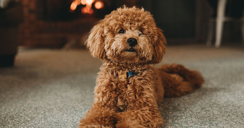 brown dog lying on the floor