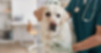 dog at vet clinic