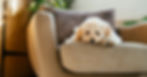 sick dog dog has worms symptoms
