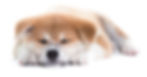 ree