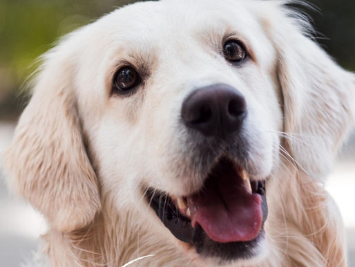 หมาตาบวม ตาแดง ตาอักเสบ ทำยังไงดี? สรุปสาเหตุ พร้อมวิธีดูแล