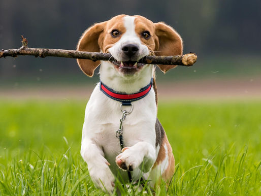 8 ฟาร์มหมาบีเกิลในไทย ข้อมูลติดต่อ [พร้อมราคา]