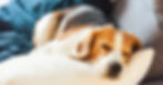 ree
