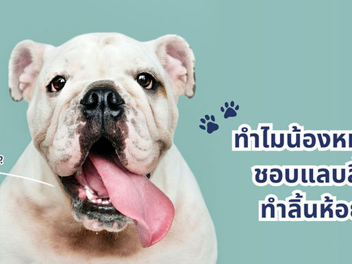เข้าใจความหมาย ทำไมน้องหมาแลบลิ้น ชอบทำลิ้นห้อย?