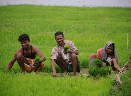 As global temperatures rise, farmfolk feel the heat