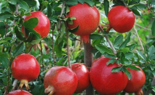 Pomegranate-Cultivation