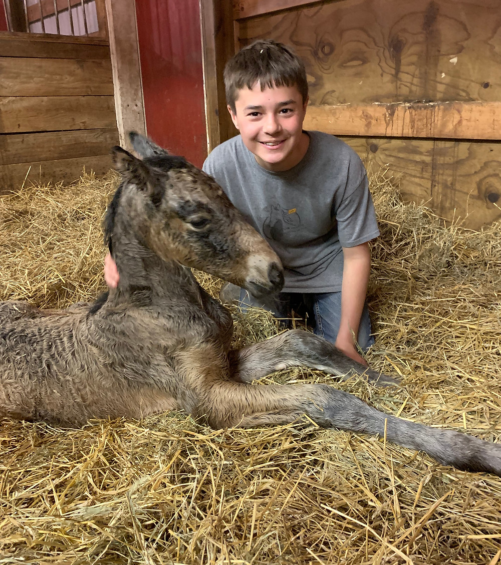 WAVE Middle School Student, Tyler & his Newborn Filly