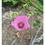 Thumbnail: Silver Fire Flower Necklace - Raising Funds for Nikki