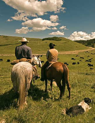 Cowboys Herding Cattle_edited.jpg