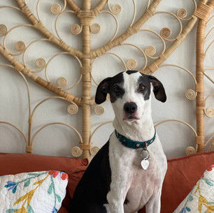 stella on the master bed