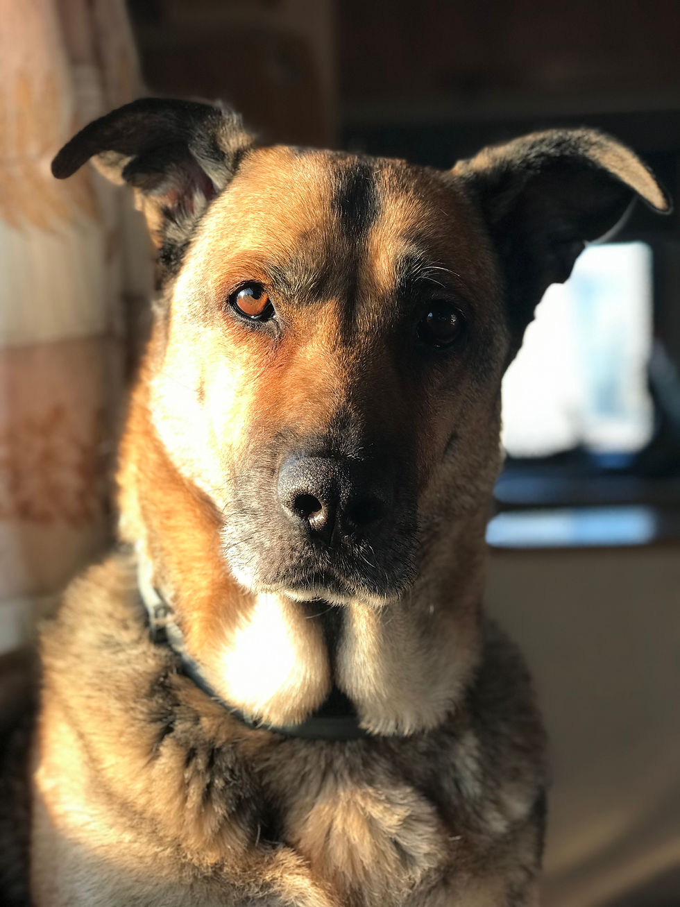Giulia Mander - Medicina Veterinaria Preventiva