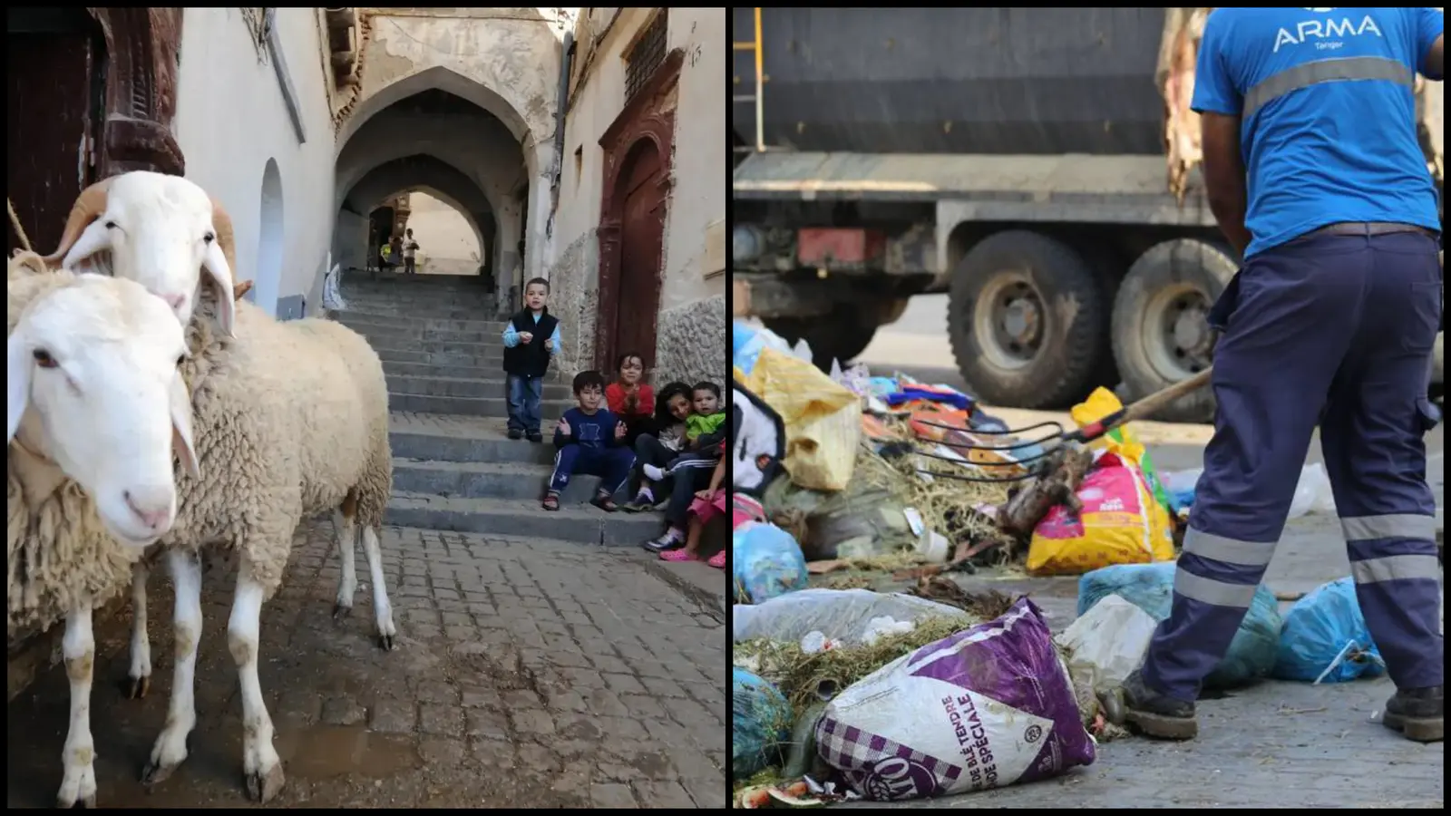 sheeps and waste in morocco during al adha