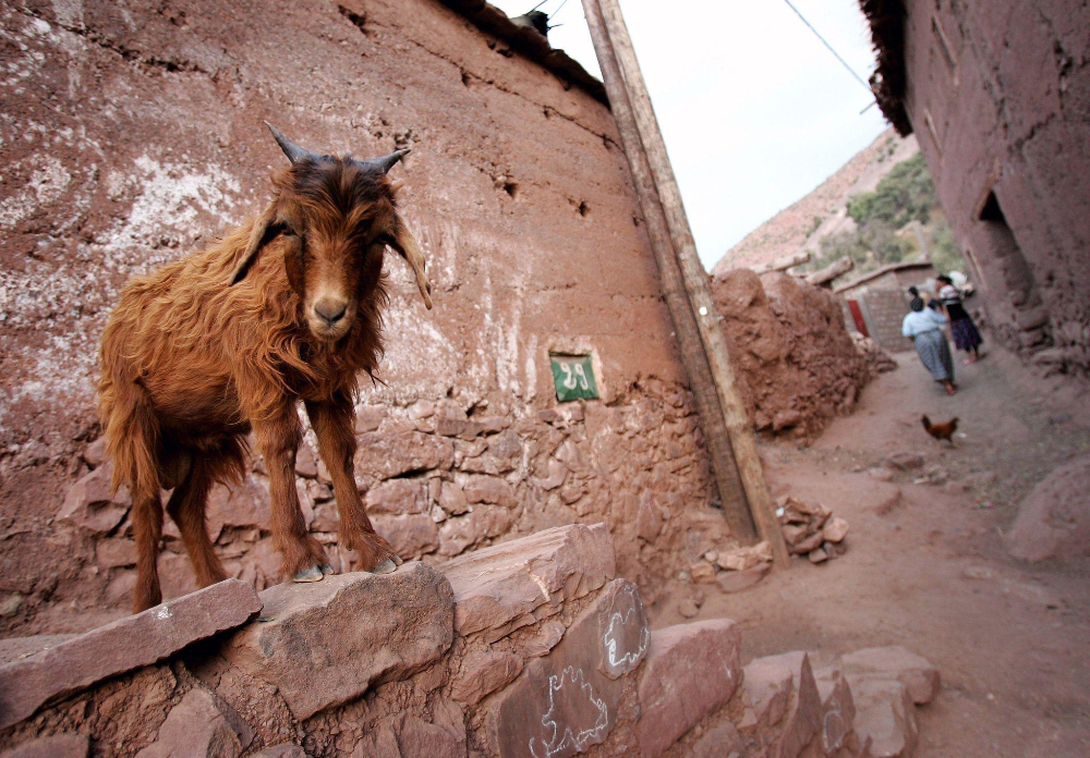 A cute goat in an alley in a berber village in Morocco