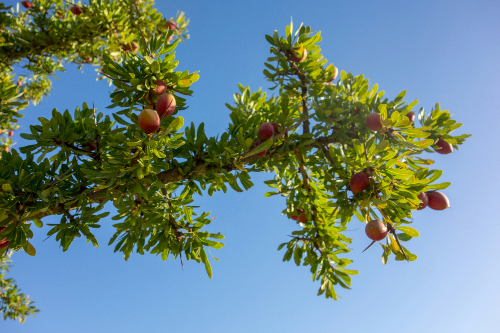 Green argan tree branches with moroccan argan fruit against a clear blue sky. Bright, sunny day captures the vivid, natural colors.