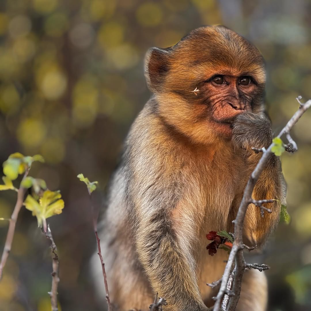 monkey in middle atlas morocco
