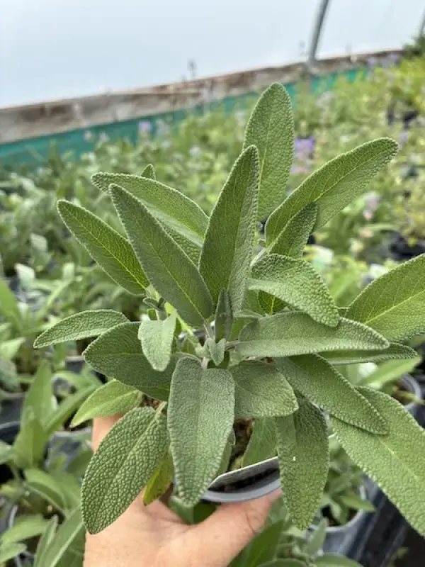 sage for Moroccan tea