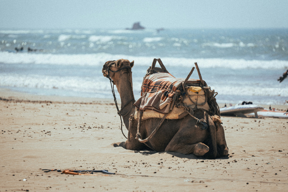 Camel resting on sandy beach with surfboards nearby, ocean waves in the background, under a clear sky, evoking a tranquil mood.