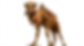 camel looking aat us.png