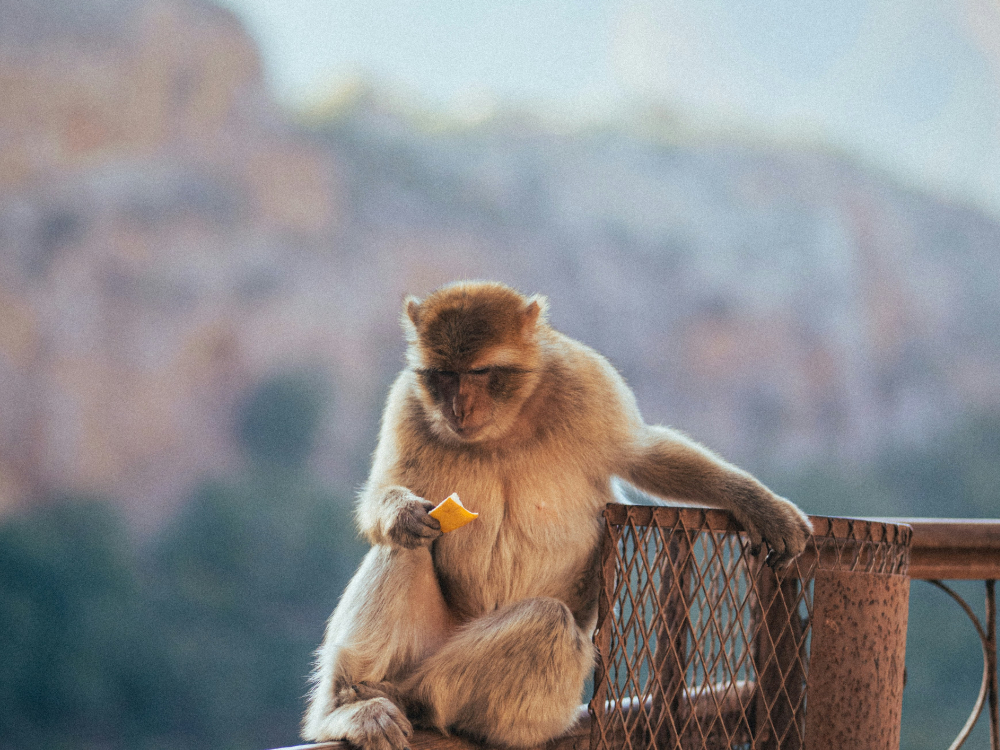 a monkey eating a snack in ouzoud waterfalls in morocco